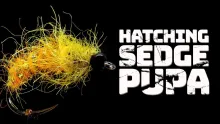 Video thumb for Hatching Sedge Pupa