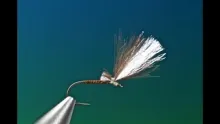 Video thumb for Ginger Quill Emerger