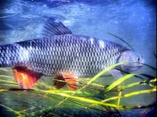 User submitted picture: ...::Big Chub from Venta ...