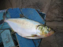 User submitted picture: Sardinata Real (Pellona c...