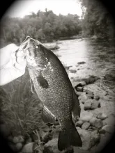 User submitted picture: Smallmouth Bass