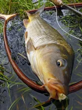 User submitted picture: Common carp 
