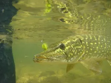 User submitted picture: Pike on streamer