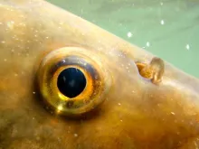 User submitted picture: The eye of a chub