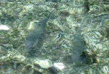 User submitted picture: Two bones cruising on a f...