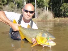 User submitted picture: A  Dorado (Salminus maxil...