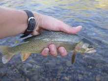 User submitted picture: Fine spot cutt