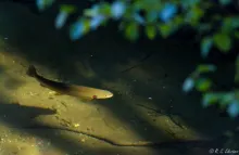 User submitted picture: Came across this 'illumi...