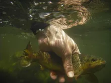 User submitted picture: Releasing a small brown t...