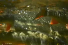 User submitted picture: sneeps 