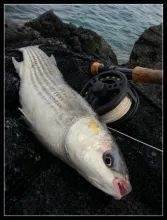User submitted picture: Mullet with little nymph