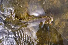 User submitted picture: Small Brookies