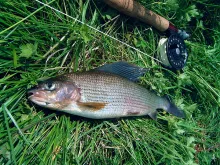 User submitted picture: Nice grayling