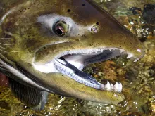 User submitted picture: Dental detail on a king s...