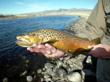 User submitted picture: Mircale Mile Brown 