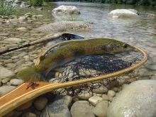 User submitted picture: mediterranean brown trout