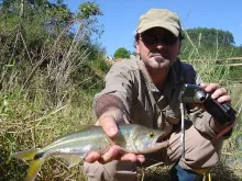 User submitted picture: Saicanga, a toothy fish w...