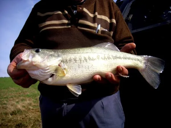 User submitted picture: Fishing guide Afonso disp...