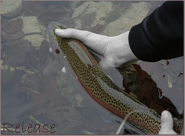 User submitted picture: release the fish and you ...