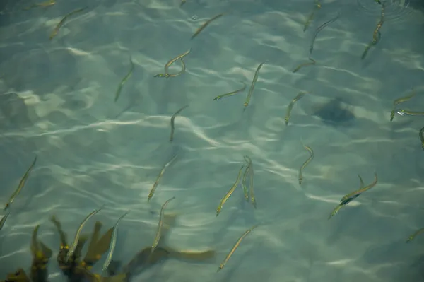 User submitted picture: Dinner served.