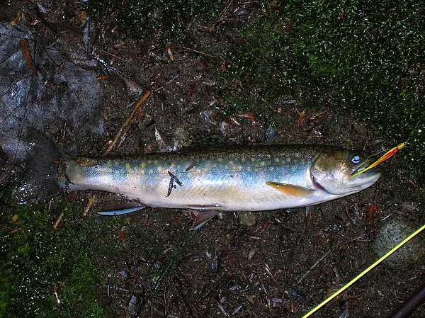 User submitted picture: A Wild Brookie The Day Af...