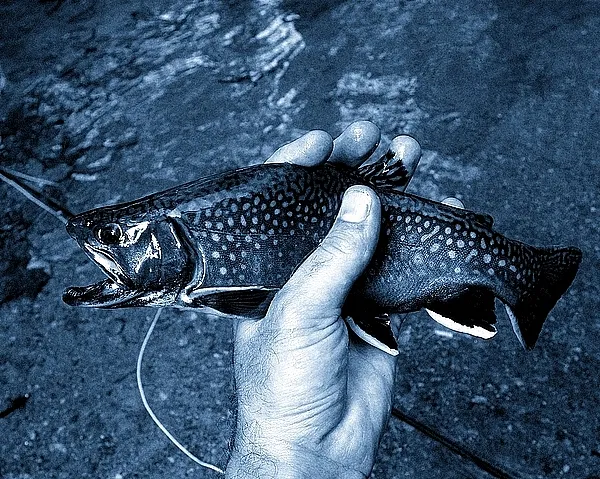 User submitted picture: Brook Trout