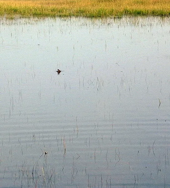 User submitted picture: Tailing redfish on a gras...