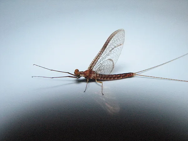 User submitted picture: I call this one, mayfly o...