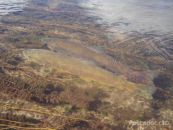 User submitted picture: A happy couple of wild br...