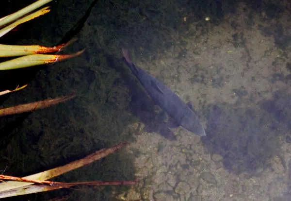 User submitted picture: Fat NZ Salmon