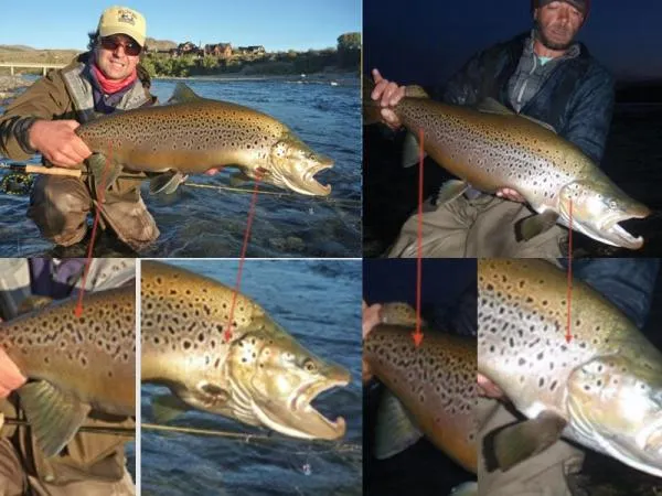 User submitted picture: Catch and Release WORKS!!...