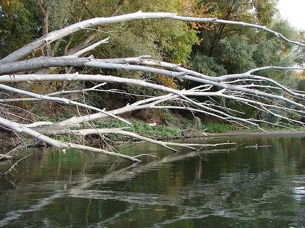 User submitted picture: Old Wood